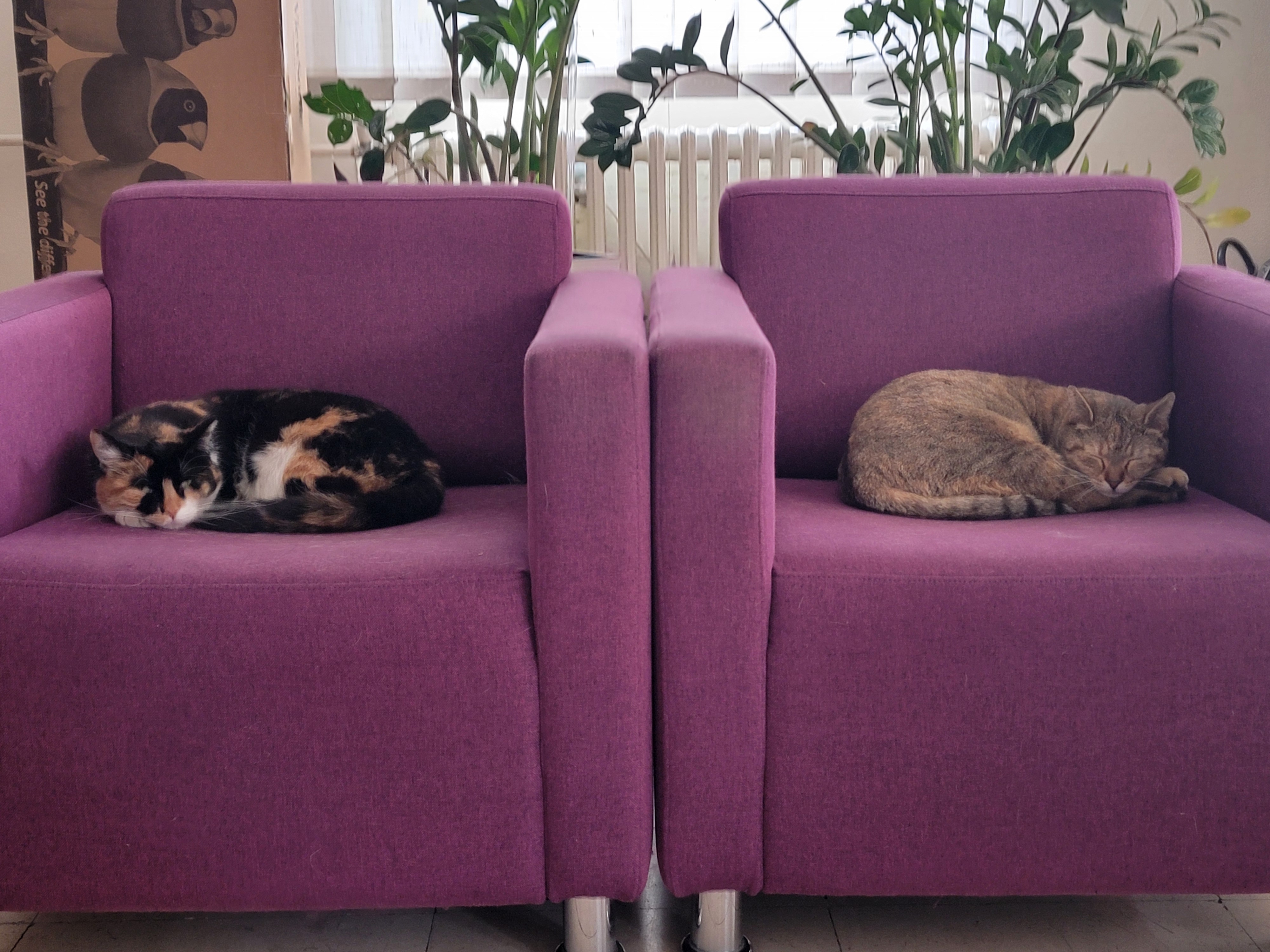 Two quiet residents of the Institute of Physics Belgrade.